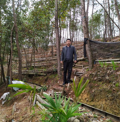 徽皇草霍山石斛太平畈基地